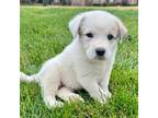 Adopt Dopey a Great Pyrenees, Mixed Breed