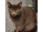 Adopt Dusty a Domestic Short Hair