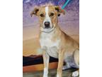 Adopt Simon a Terrier