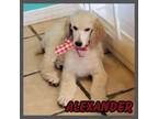 Adopt Alexander a Poodle