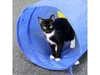 Adopt Rocket a Tuxedo, Domestic Short Hair