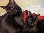 Adopt Mario & Peach a Domestic Short Hair