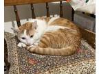 Adopt Spaguetti a American Shorthair