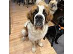 Adopt Bernie a Saint Bernard