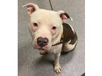 Adopt Kong a Pit Bull Terrier