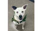 Adopt Jackson (Jacky) a Cattle Dog