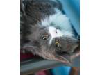 Adopt Crys (KeeKee) a Domestic Long Hair, Domestic Short Hair