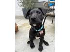 Adopt Linus a Labrador Retriever, Pit Bull Terrier