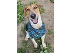 Adopt Wallen a Foxhound