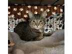 Adopt Jeffrey a Domestic Short Hair