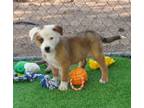 Adopt Austin a Australian Cattle Dog / Blue Heeler, Australian Shepherd