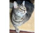 Adopt Gabe aka Gabby IRRESISTIBLY Sweet a Domestic Short Hair