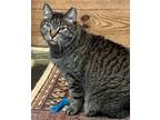 Adopt Buddy the Extraordinaire a Domestic Short Hair