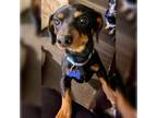 Adopt Dash a Dachshund