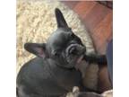 French Bulldog Puppy for sale in Black River, NY, USA