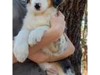 Australian Shepherd Puppy for sale in Dunnellon, FL, USA