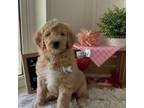 Goldendoodle Puppy for sale in Baltic, OH, USA