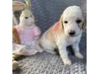 Goldendoodle Puppy for sale in Dawson, AL, USA