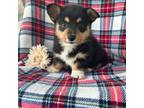 Pembroke Welsh Corgi Puppy for sale in Mayslick, KY, USA