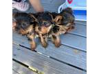 Yorkies