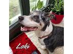 Adopt Loki a Australian Shepherd, Pit Bull Terrier