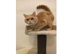 Adopt Covu a British Shorthair