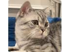 Adopt Damby a Scottish Fold