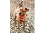 Adopt Tobias - Forget Me Not Promo a Terrier, Mixed Breed