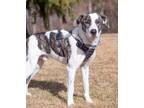 Adopt Finn a Great Dane, Mixed Breed