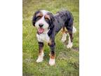 Adopt Joseph a Bernese Mountain Dog, Poodle