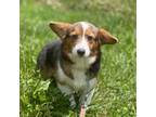 Pembroke Welsh Corgi Puppy for sale in Canton, OH, USA