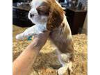 Cavalier King Charles Spaniel Puppy for sale in Crane, OR, USA