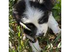 Australian Shepherd Puppy for sale in Martin, GA, USA