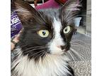 Destiny, Domestic Longhair For Adoption In Marion, North Carolina