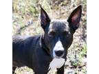 Ruffles, Rat Terrier For Adoption In Atlanta, Georgia