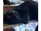 Binx, Domestic Shorthair For Adoption In Oviedo, Florida