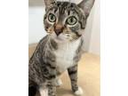 Pop-tart, Domestic Shorthair For Adoption In Belleville, Michigan