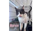 Marvin, Willow Grove Pa (fcid# 03/01/2024-102), Domestic Shorthair For Adoption