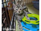 Dawson, Domestic Shorthair For Adoption In Ozark, Alabama