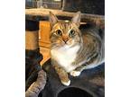 Tiger, Domestic Shorthair For Adoption In Cottonwood, Arizona