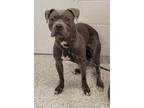 Zyaire, American Pit Bull Terrier For Adoption In Kansas City, Missouri