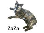 Zaza, Manx For Adoption In Nashville, Georgia