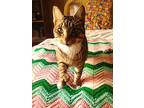 Tiffany, Domestic Shorthair For Adoption In Redding, California