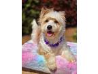 Blondie, Westie, West Highland White Terrier For Adoption In Escondido