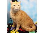Lucky, Domestic Shorthair For Adoption In Tierra Verde, Florida