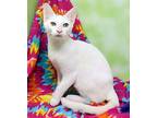 Busby, Domestic Shorthair For Adoption In Tierra Verde, Florida