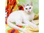 Kappy, Domestic Shorthair For Adoption In Tierra Verde, Florida