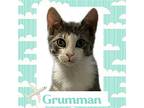 Grumman, Domestic Shorthair For Adoption In Phillipsburg, New Jersey