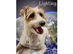 Lighting, Jack Russell Terrier For Adoption In Phelan, California
