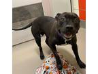 Bunz, American Pit Bull Terrier For Adoption In Dallas, Texas